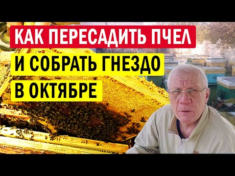 Видео: Как подготовить пчел к зиме? Работы на пасеке в октябре.