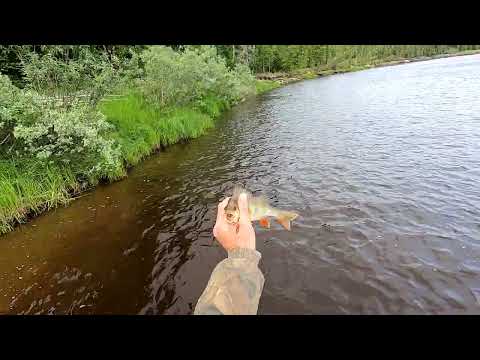 Видео: Примерочная рыбалка. Примерился, осмотрелся и, как начал ловить...