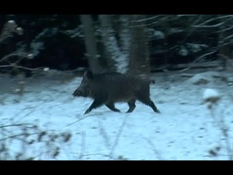 Видео: Охота на кабана и косулю. Загонная охота в Беларуси, часть-3.