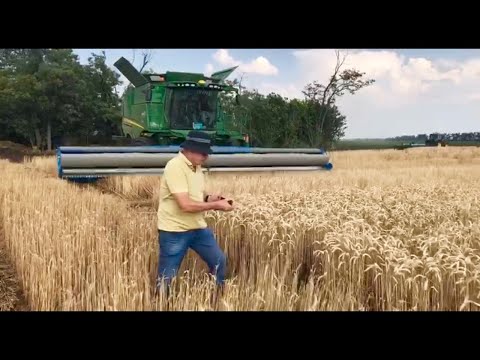 Видео: Результаты опытов на пшенице у Вадима Дробитько и в Агро-Союзе