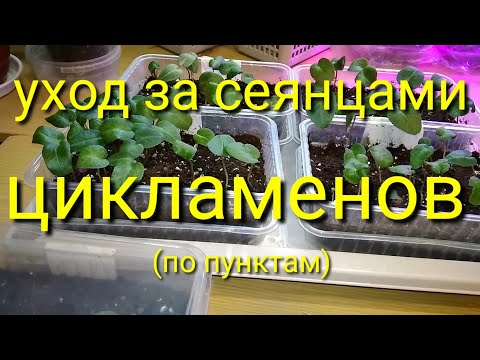 Видео: УХОД за сеянцами ЦИКЛАМЕНОВ. "МЕТОДИЧКА" - 🙂 🌺🌿💖💐🌹!!! Мои рекомендации по пунктам!