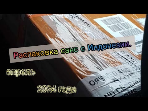 Видео: Распаковка сансевиерий из Индонезии в 2024 году /апрель. Sansevieria from Indonesia.