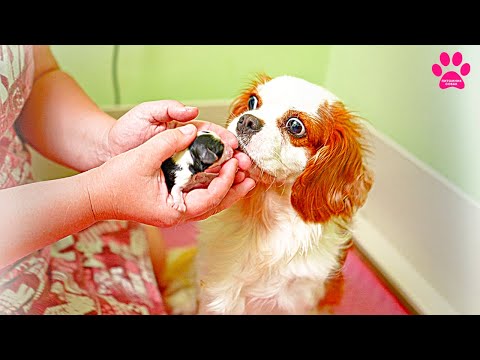 Видео: Леди становится хорошей мамой?