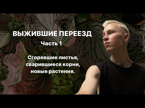 Видео: Подводим итоги переезда. Что поменялось? Сколько растений сгорело? Обо всём по порядку.