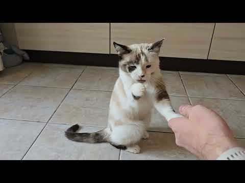 Видео: Удивительная кошка выполняет трюки 2