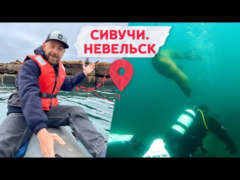 Видео: Путешествие к сивучам в Невельск! Сахалинский дайвинг, прогулки на лодках и экскурсия в музей.