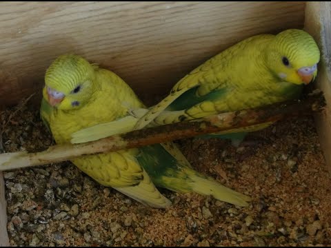 Видео: Голуби, овцы и попугаи.