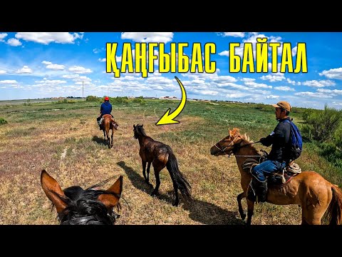 Видео: Екі үйір жылқыны атпен қораға қамадық | Сайақтарға қосылған байталды  бөліп алдық.