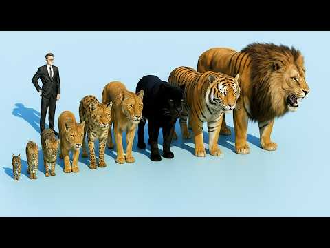 Видео: Сравнение Всех Диких Кошек