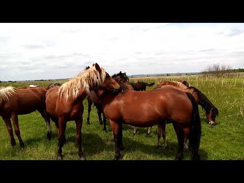 Видео: Выпустил жеребца в табун.