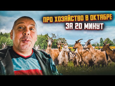 Видео: Обзор хозяйства в октябре. "Мое Подворье"