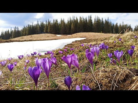 Видео: Крокуси в Карпатах. Постріли на полонині Веснарка