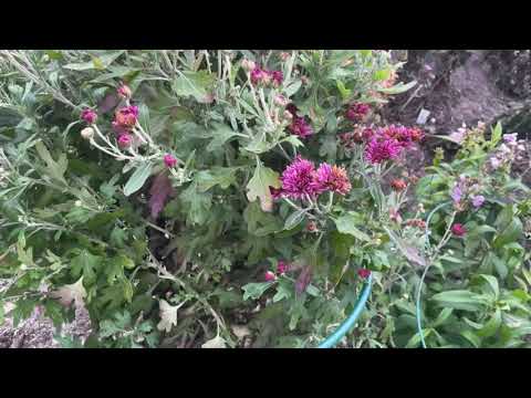 Видео: Тюмень. Как я укрываю хризантему корейскую на зиму. #саженцы #цветы #садоводничество #дача #garden