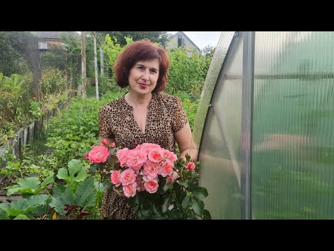 Видео: Троянди заходять на Другу хвилю Квітування. Хто з Красунь вразив найбільше?!