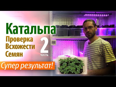 Видео: Проверка всхожести семян Катальпы. Часть 2. Супер результат!