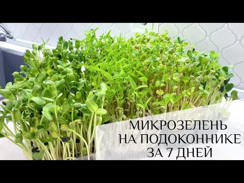 Видео: МИКРОЗЕЛЕНЬ на ПОДОКОННИКЕ I ВЫРАЩИВАНИЕ ДОМА за 7 ДНЕЙ I