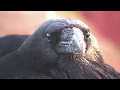 Видео: 5 вещей, которые делают вороны
