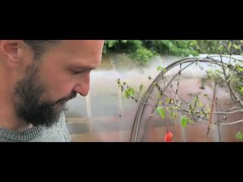 Видео: Азимина и хурма в Беларуси после майских заморозков, весна 2025