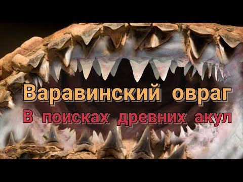 Видео: Варавинский овраг. В поисках зубов древних акул. Акулы мелового периода.