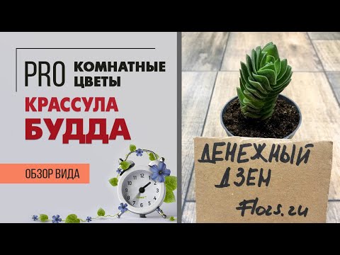 Видео: Крассула Будда - сказочное растение | Редкий суккулент