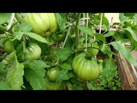 Видео: Какие сорта томатов🍅 со мной не подружились 🤣 Дегустирую. Теплица с томатами 🍅🍅🍅