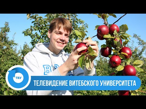 Видео: Студотряды ВГУ имени П.М. Машерова на сборе урожая в Толочине