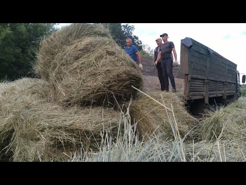 Видео: Заготовка сена//Окучиваем картошку вручную.