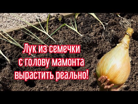 Видео: А ВЫ КАК САЖАЕТЕ ЛУК??? ВЫСАЖИВАЮ РАССАДУ ЛУКА, ВЫРАЩЕННУЮ ИЗ СЕМЯН, ТОЛЬКО ТАК!