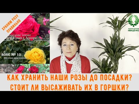 Видео: Как хранить наши розы до посадки? Стоит ли высаживать в горшки?Питомник 🌹 и 🌲 Е. Иващенко