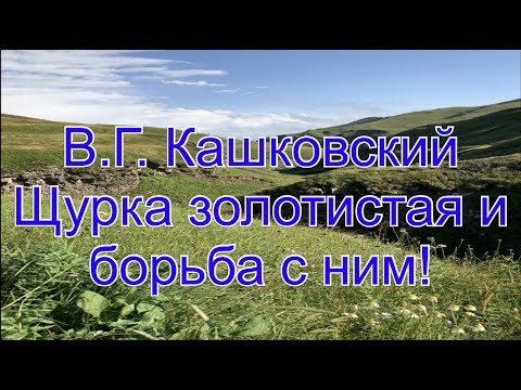 Видео: В. Г. Кашковский. Щурка золотистая и борьба с ним