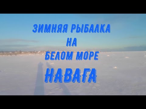 Видео: Зимняя рыбалка на Белом море! Навага. (27.11.21г.)