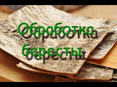 Видео: обработка бересты