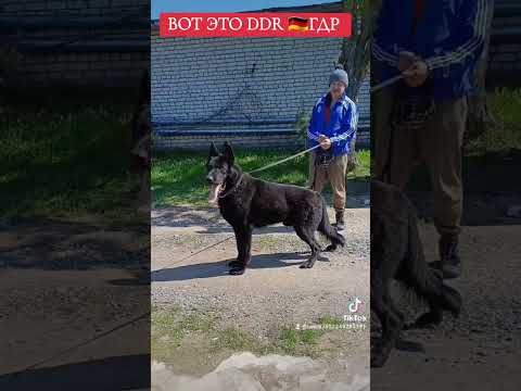 Видео: ТИП ГДР 🇩🇪 НЕМЕЦКАЯ ОВЧАРКА. ВОСТОЧНЫЕ ЛИНИИ ГЕРМАНИИ ГДР В РЕСПУБЛИКЕ БЕЛАРУСЬ 🇧🇾