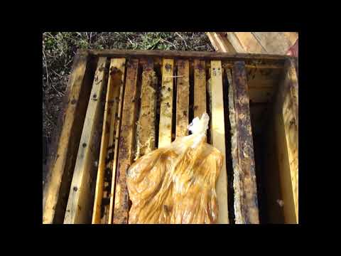 Видео: Как исправить безматочную семью  Пчелы в колоде перезимовали