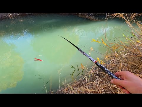 Видео: ГОЛУБОЙ РУЧЕЙ ДАЁТ КРУПНЯК...ХИЩНИК и ПОПЛАВОК!  Рыбалка 2022