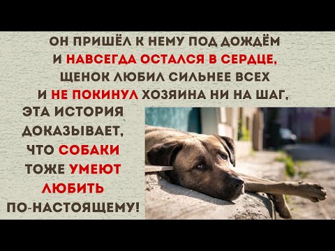 Видео: ❤️Собаки тоже умеют любить и чувствовать по-настоящему!.. История любви, которая это доказывает...❤️