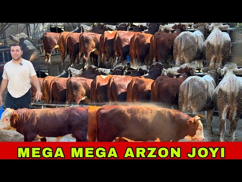 Видео: SHUKURULLO ARZONCHIDAN MEGA BONUS ✅👍👍👍13 сентября 2025 г.