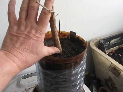 Видео: Видео 175 .Выращивание гранат.Подготовка к цветению от А до Я.