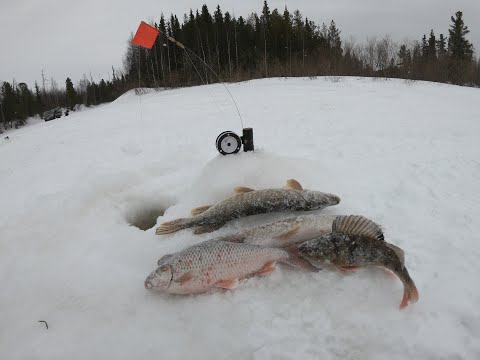 Видео: ПОПАЛИ ТАК ПОПАЛИ! Такого клева на этой речьке никогда небыло! ЗИМНЯЯ РЫБАЛКА В ВЕРБНОЕ ВОСКРЕСЕНЬЕ!