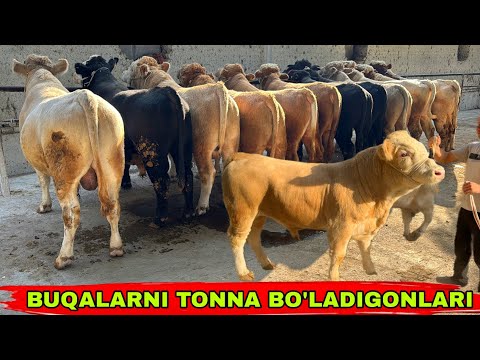Видео: ZOYIRJONGA BUQALARNI TONNA BO’LADIGONLARI KELDI👍👍👍20 октября 2025 г.