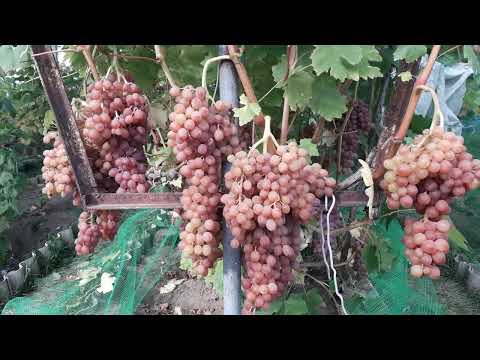 Видео: Мифы,сказки и реальность!Кишмиш Лучистый.