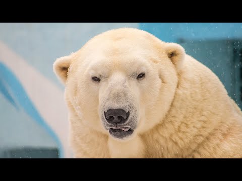 Видео: Белый медведь - самый СВИРЕПЫЙ хищник на земле