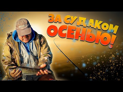 Видео: Ловля ХИЩНИКА или ОСЕННИЙ ТРОЛЛИНГ в октябре! #рыбалка #троллинг #ловляхищника