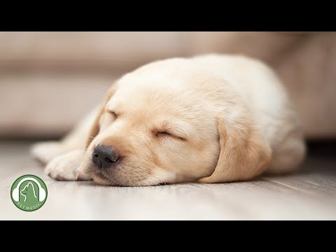 Видео: Музыка для одиноких собак🐶Как расслабить собаку в моем доме🎵Музыка для снятия стресса у собак