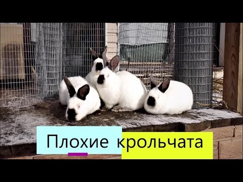 Видео: Плохие КРОЛЬЧАТА Неудачные ОКРОЛЫ Разведение и содержание кроликов