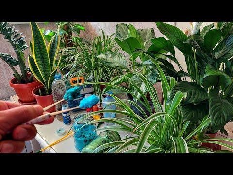 Видео: Гулларни ўстириш учун арзон ва энг зўр озуқа. ХОНА ГУЛЛАРИНИ ХАР ТОМОНЛАМА ЎСТИРАДИГАН ОЗУҚА.