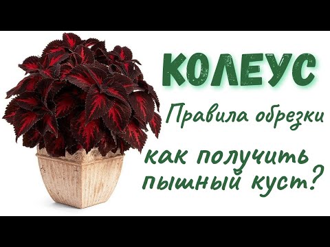 Видео: Как формировать Колеусы? Правила обрезки  #колеус #колеусы #coleus #coleusplant #комнатныецветы