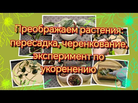 Видео: Преображаем растения | Пересадка, черенкование | Эксперимент по укоренению черенков