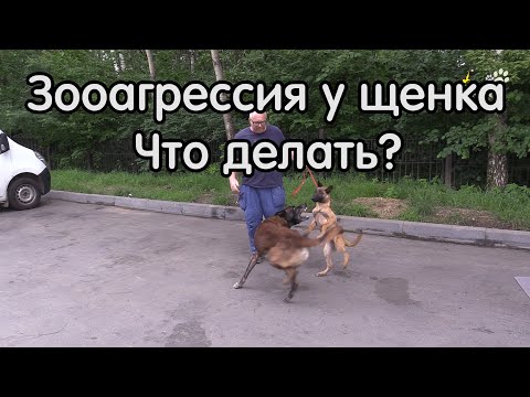 Видео: Агрессивное поведение щенка малинуа, порода и изоляция, что делать?