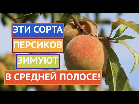 Видео: САМЫЕ ПРОВЕРЕННЫЕ СОРТА ПЕРСИКОВ, КОТОРЫЕ ЗИМУЮТ В СРЕДНЕЙ ПОЛОСЕ!